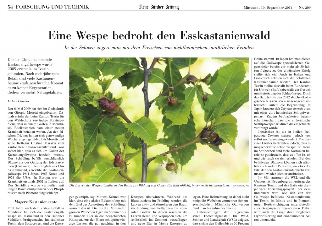 Kastaniengallwespe_Ausschnitt