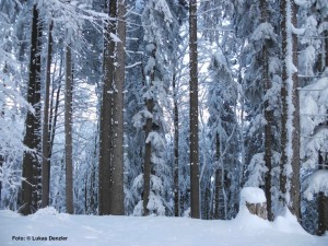 Schneeschuh4