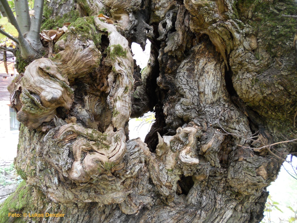 KnorrigeKastanienbaum